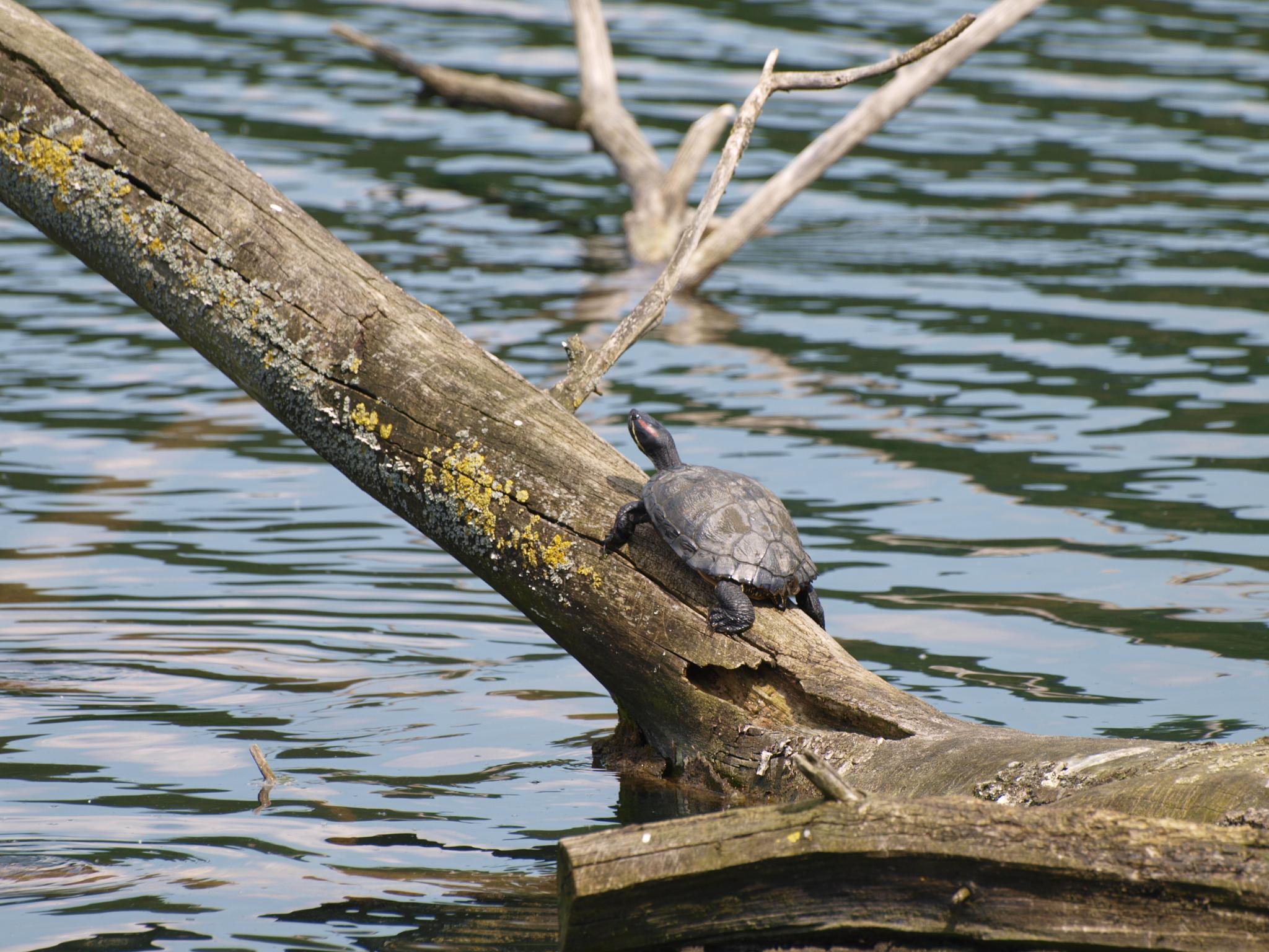 tortue de Floride