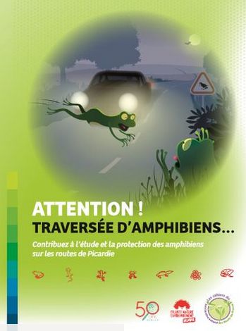 Mortalité des Amphibiens sur les routes de Picardie : une plaquette pour comprendre et agir !
