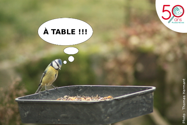 Picardie Nature - Mangeoires à oiseaux : les bonnes pratiques à