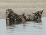 Phoque gris - Picardie Nature