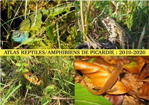 Atlas reptiles amphibiens de Picardie 2010-2020