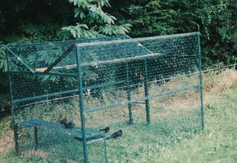 Cage à renard avec appât vivant