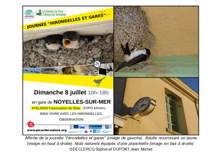 Picardie Nature - Mangeoires à oiseaux : les bonnes pratiques à adopter